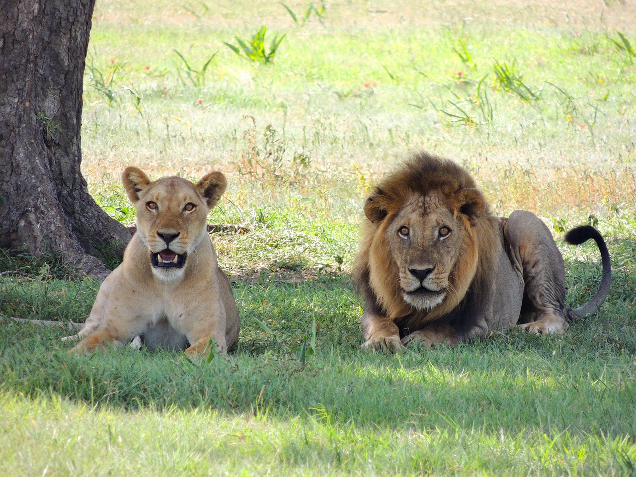 Tarangire National Park 1 Day Trip