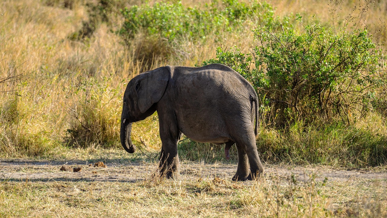 tanzania-safari-1