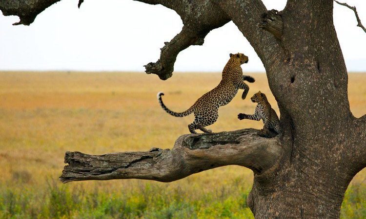 Serengeti Wildlife
