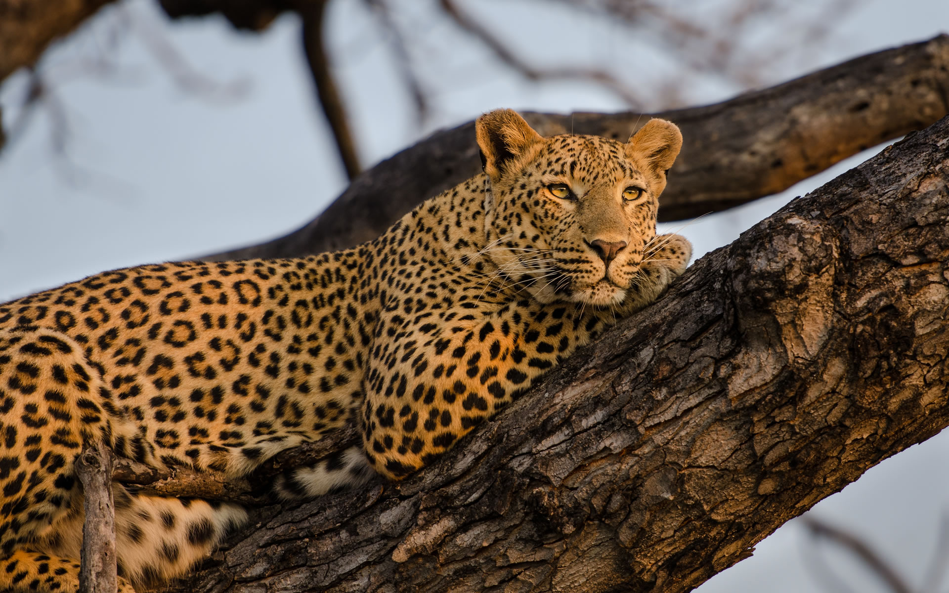 Jayva African Adventures Safari Experience