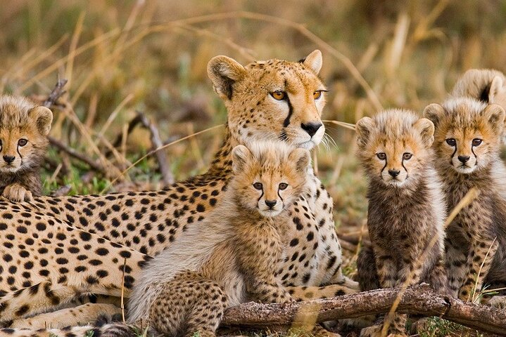 10 Travel Tips When Going on an African Safari