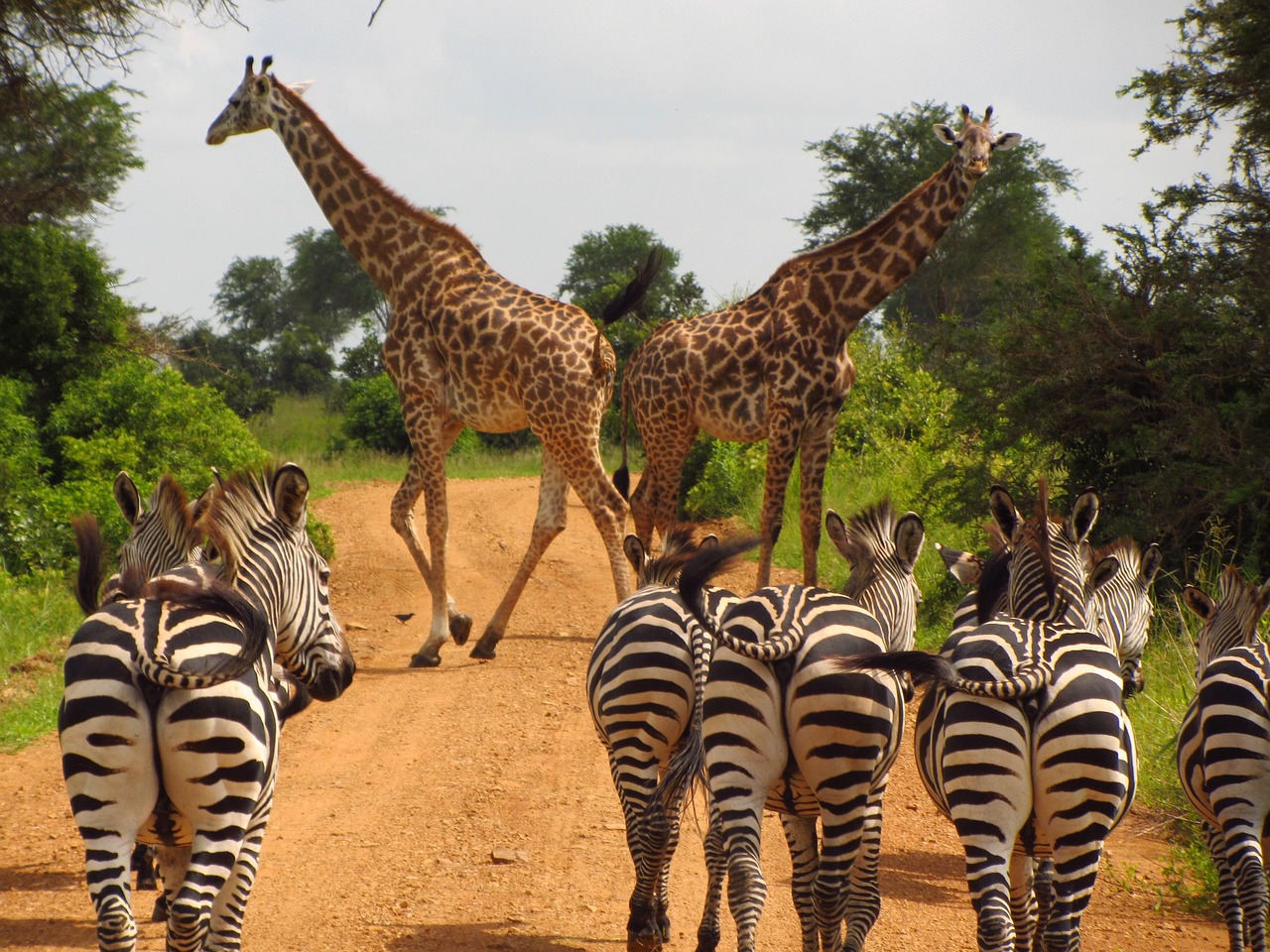 Tanzania Luxury Safari 3 Days