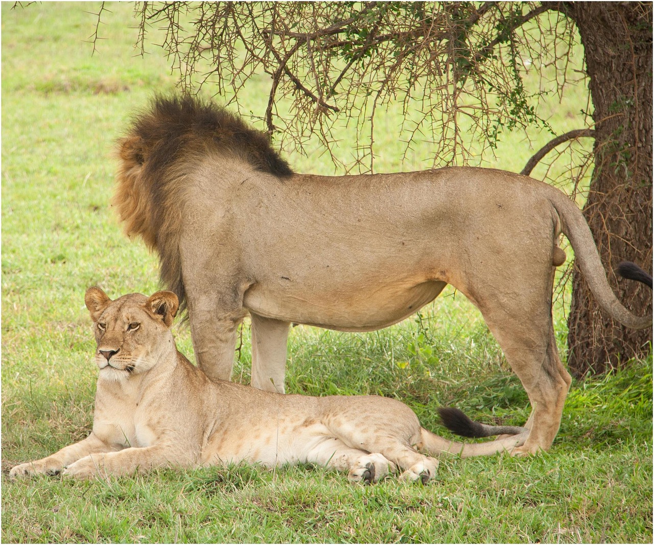 Arusha National Park 1 Day Trip