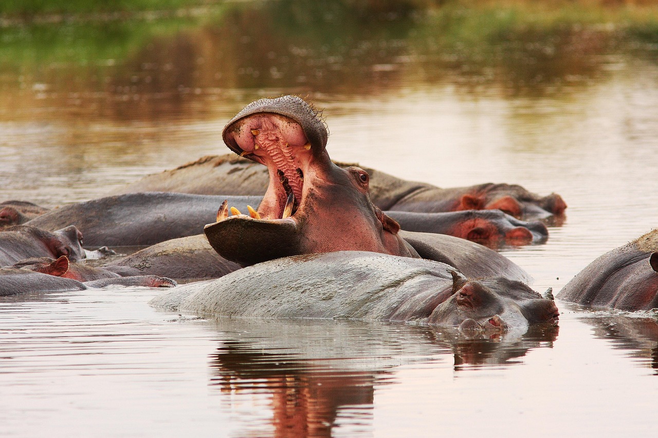 tanzania-safari-1