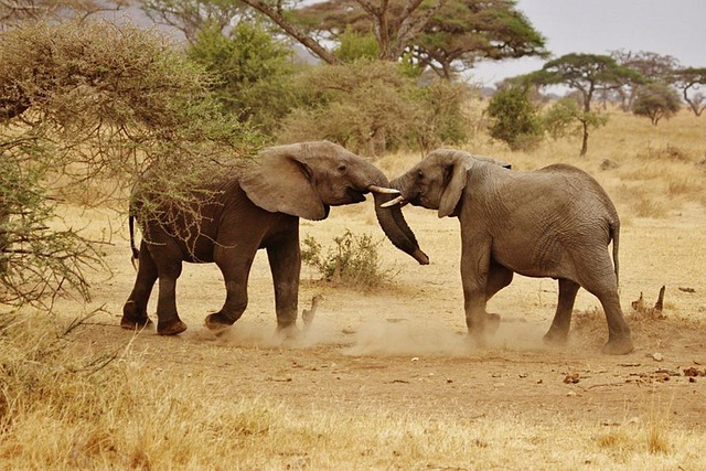 6 Days Budget Safari
