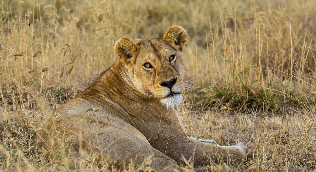 Tanzania Private Safari 6 Days