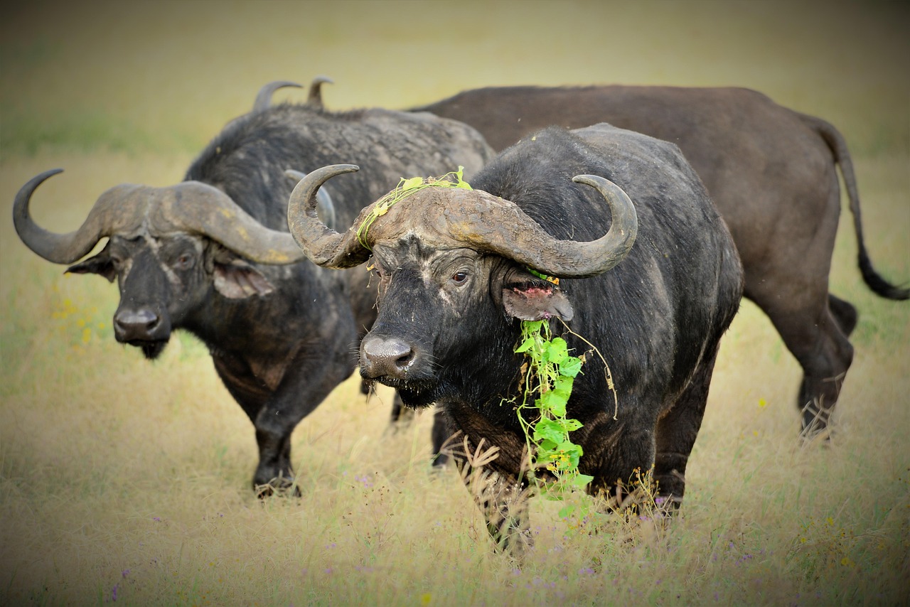 Tanzania Safari