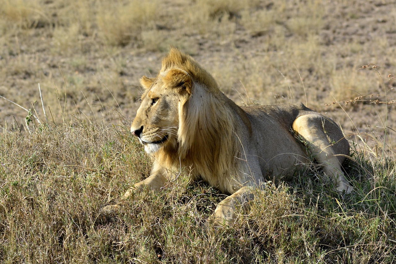 tanzania-safari-1
