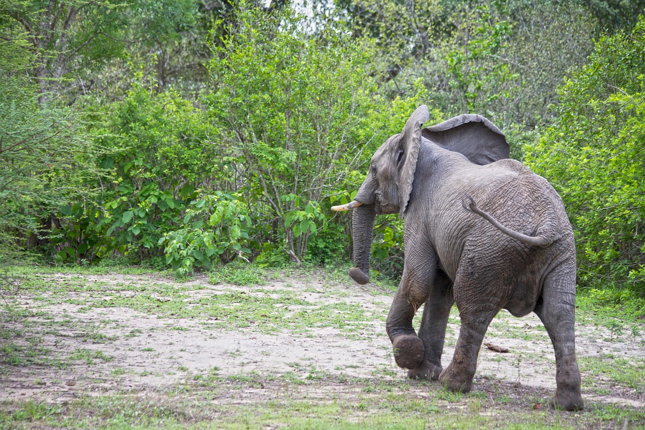 tanzania-safari-1