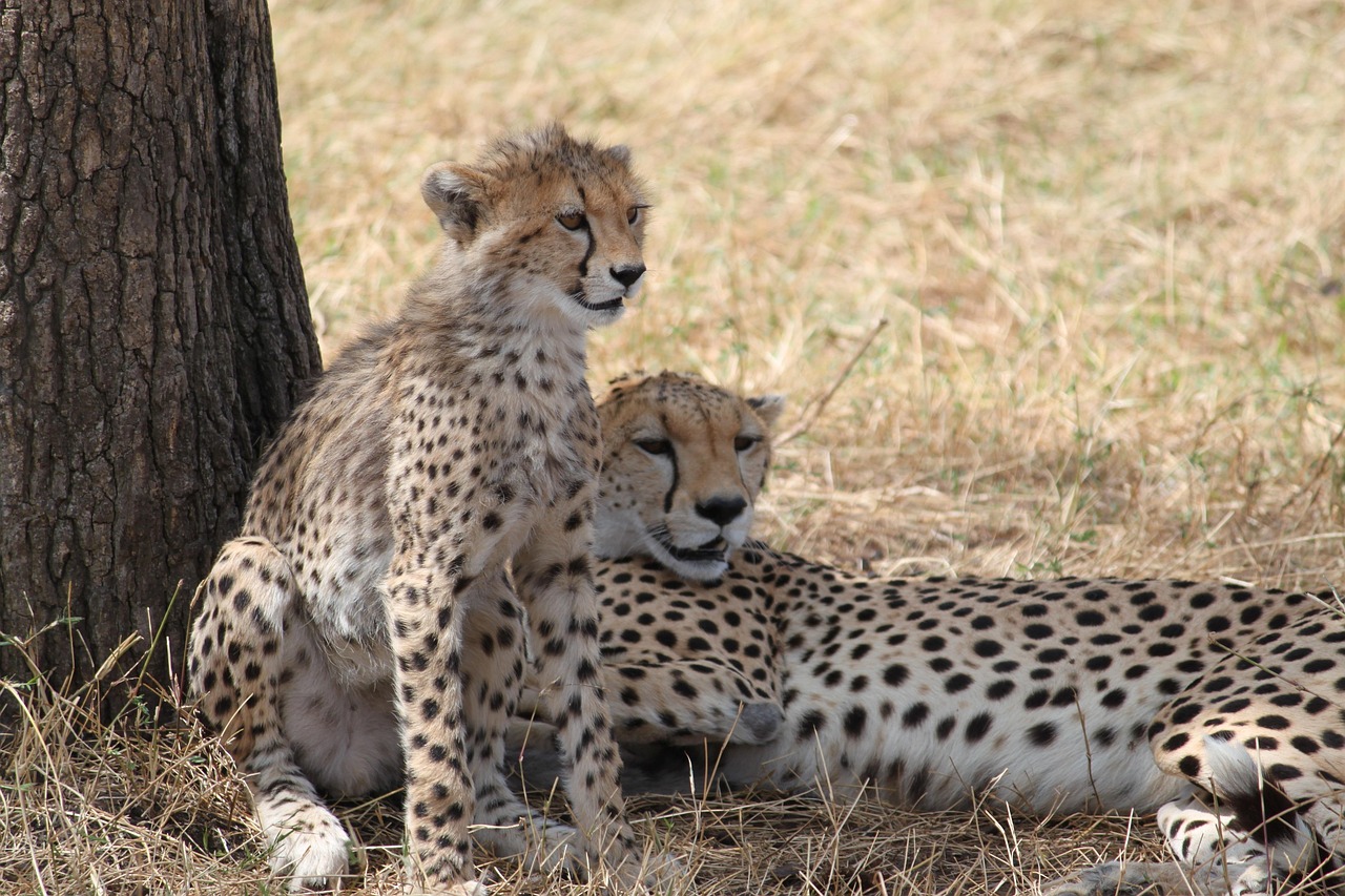 tanzania-safari-1